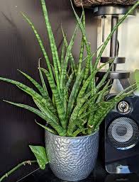 Image result for Sansevieria parva