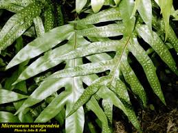 Image result for Microsorum scolopendria