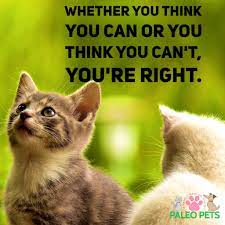Happy Thursday Pets Cats Animals Quotes Paleopets Cute Animal Pictures Cute Animals Cat Animal Pictures