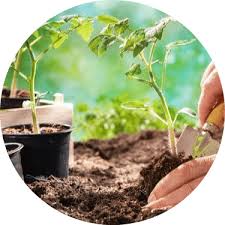 Dikilebilecek en az ağaç sayısı ise, çevre uzunluğunun ağaçlar arasındaki en yüksek uzaklığa bölünmesiyle bulunabilir. Bitki Dikimi Nasil Ve Ne Zaman Yapilmalidir