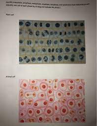 Mitosis, although a continuous process, is conventionally divided into five stages: Identity Interphase Prophase Metaphase Anaphase Chegg Com