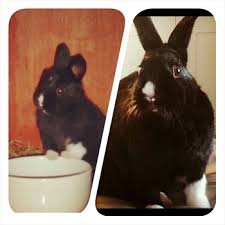 While rabbits typically require less maintenance than cats and dogs, they are just as susceptible to health conditions. Pet Insurance For Rabbits Binkybunny