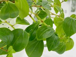 Image result for Peperomia abyssinica