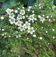 Image result for Leptospermum petersonii