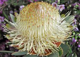 Image result for Protea welwitschii