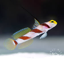 ヒレナガネジリンボウ | 小型海水水槽・人工ライブロック通販｜サーチライフクラフト