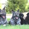 In 2011 tina's daughter lisa barber took over to fulfill her mother's dream for the shiloh shepherd. 1