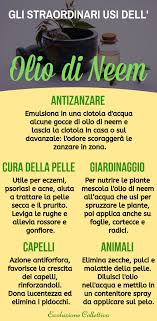 Le Foglie Miracolose Dellʼalbero Di Neem Tutti I Benefici Di Questa Pianta Indiana E Come Utilizzare Il Suo Prezioso Olio Con Immagini Olio Di Neem Rimedi Rimedi Naturali