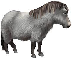 Pony, small horse PNG images free download | Pngimg.com