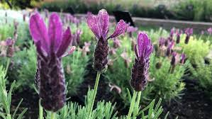 We did not find results for: 8 New Flowering Plants To Show Off In Your Gardens And Containers This Year Cbc Life
