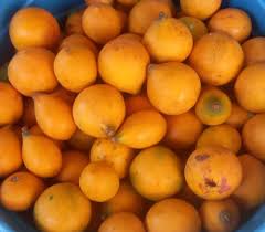 Image result for Pouteria