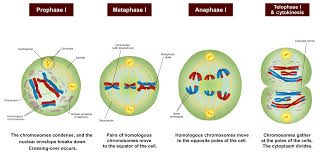 Mastering biology chapter 13 hw rhs homework. Meiosis Definition Purpose Stages Applications With Diagram