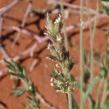 Image result for Schmidtia kalahariensis