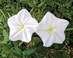 Image result for Ipomoea wightii