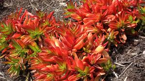 Image result for Crassula capitella