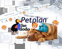 Plans typically cover wellness, illness, and emergency. Petplan S Plunge One Of America S Largest Pet Insurance Companies Struggles Amid Vc Mandated Cutbacks Insurtech It Woes The Canine Review