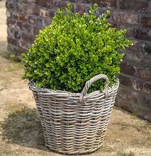 Abies koreana 'compact dwarf' a dwarf evergreen korean fir conifer with a dense pyramidal form. Buxus Microphylla Faulkner Small Leaved Boxwood