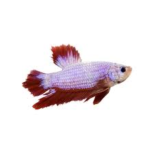 Betta fish, also known as siamese fighting fish, are very common with beginner aquarists. Male Halfmoon Plakat Betta Fish Petco