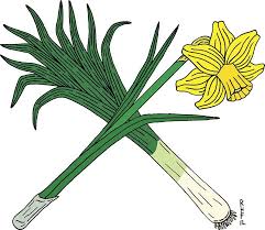 Leek And Daffodil Crossed Sticker By Richard Fay Daffodils National Flower Of Wales Wall Art Canvas Prints