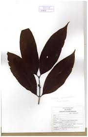 Image result for Aidia micrantha