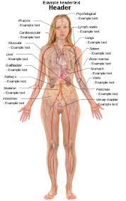 The rib cage is a primarily protective structure, encircling the heart and lungs. File Female With Organs Png Wikipedia
