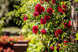 There are no public restrooms, and during rentals/special events, certain areas may. Rozanka Rose Gardens Outdoor Activities Szczecin