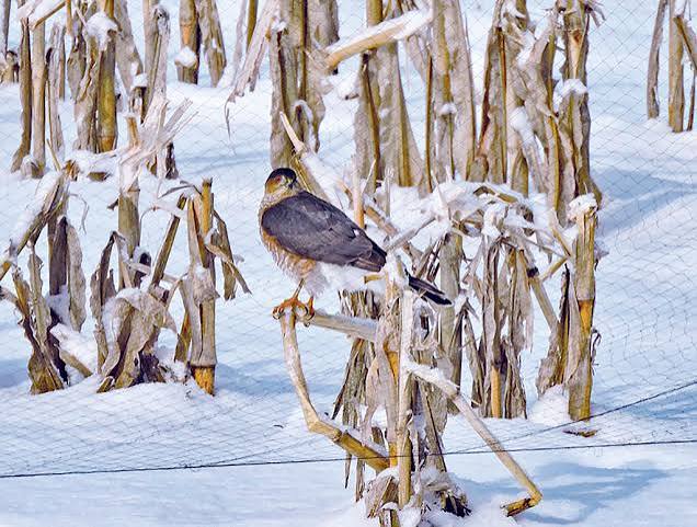 The Cooper's hawk - Farm and Dairy