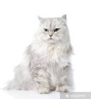 Persian cat - Wikipedia