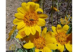 Image result for Bussea xylocarpa