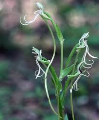 Image result for Habenaria disparilis