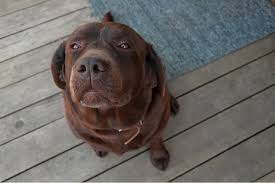 Check spelling or type a new query. Can Dogs Eat Pomegranate Great Pet Care