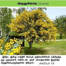Acacia Jesus Wallpaper Tree Quotes Tamil Bible