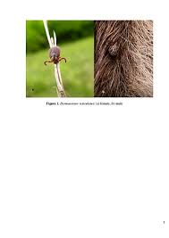 Image result for Rickettsiae