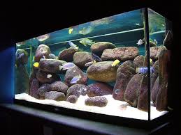 Select from distinct african cichlid fish at alibaba.com to enhance the aesthetic appearance of your interior decor. Malawi Cichlid Setup By Denoneno Via Flickr African Cichlid Aquarium Cichlid Aquarium Fish Tank
