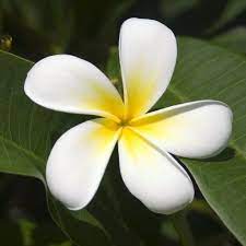 The Elephant Story Thai Glycerin Soap Frangipani In 2021 Flower Desktop Wallpaper Most Beautiful Flowers Flowers