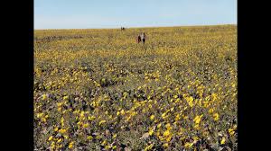 Visitors walk on the salt pan at badwater basin in death valley national park in california on march 4, 2016. Death Valley Sees Rare Superbloom Of Wildflowers Cnn