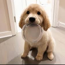 13 3k Aprecieri 71 Comentarii Puppy Lovers Puppy Lovings Pe Instagram Please Feed Me Maui Thegoldenpup Cute Animals Cute Dogs