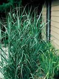 Image result for Panicum pilgeri