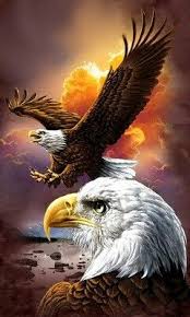 Wallpaper engine enables you to use live wallpapers on your desktop. Pin Oleh Dhika Di Pinters Dengan Gambar Burung Elang