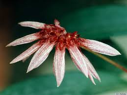 Image result for Bulbophyllum burttii