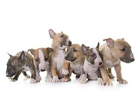 Explore 33 listings for english bull terrier puppies for sale at best prices. Miniature Bull Terrier Dog Breed Information