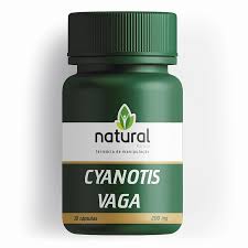 Image result for Cyanotis vaga
