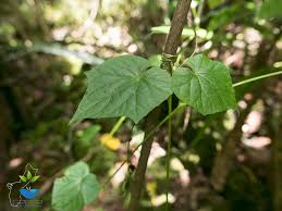 Image result for Zehneria