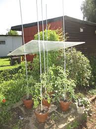 Tomatendach Bauanleitung Zum Selber Bauen Heimwerker Forum Tomaten Dach Bepflanzung Garten