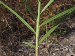 Image result for Cenchrus clandestinus