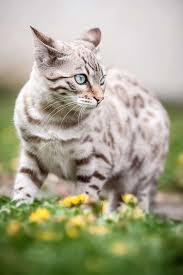 ‪White Cat Breeds‬‏
