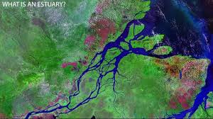 Estuary Definition Facts Characteristics Examples Video Lesson Transcript Study Com