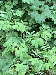 Image result for Senna obtusifolia