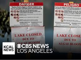 Image result for Paralytic Shellfish Poisoning