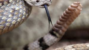 Be engaging — but not with rattlesnakes